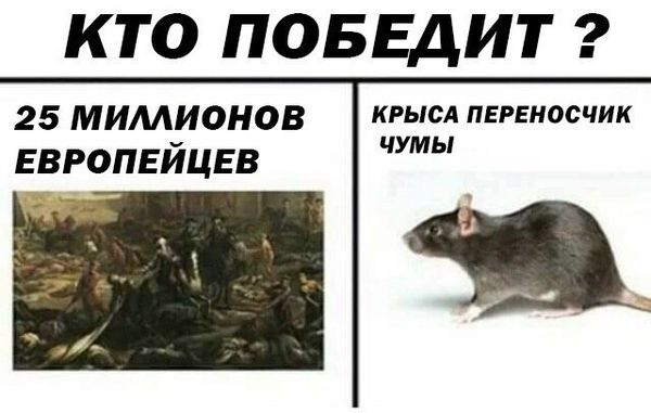 Уничтожение крыс в Смоленске, цены, стоимость, методы
