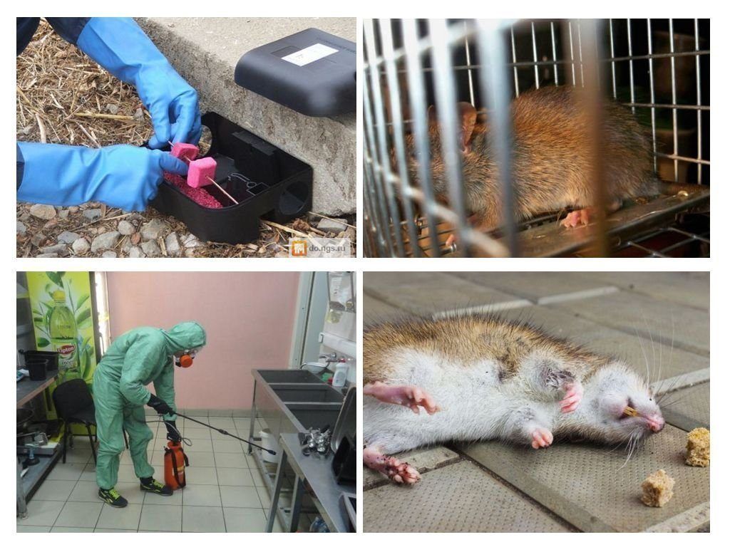 Травить грызунов крыс и мышей в Смоленске