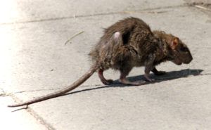 Фирма по уничтожению грызунов, крыс и мышей в Смоленске