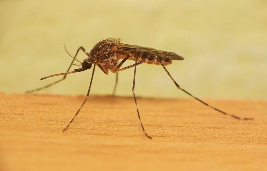 Уничтожение комаров в Смоленске