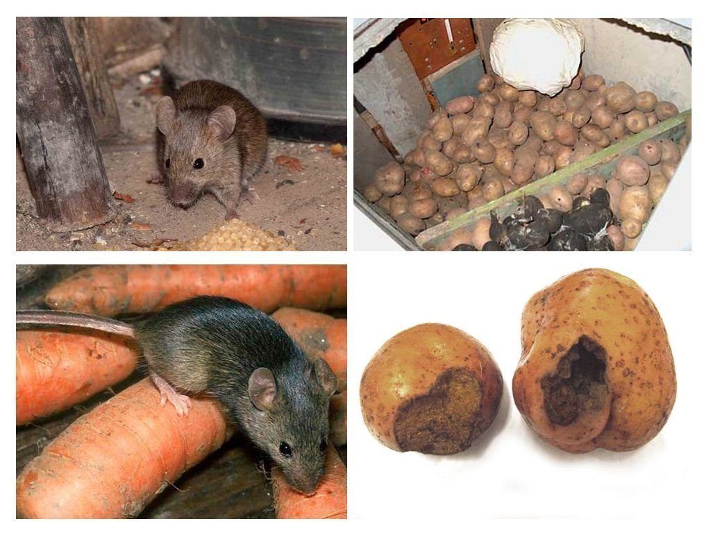 Обработка от грызунов крыс и мышей в Смоленске