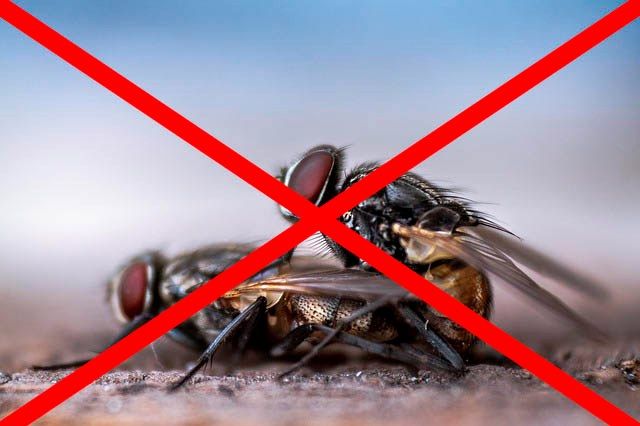 Профессиональное уничтожение мух в Смоленске с гарантией