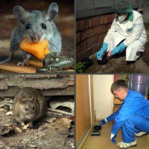 Уничтожение крыс в Смоленске, цены, стоимость, методы