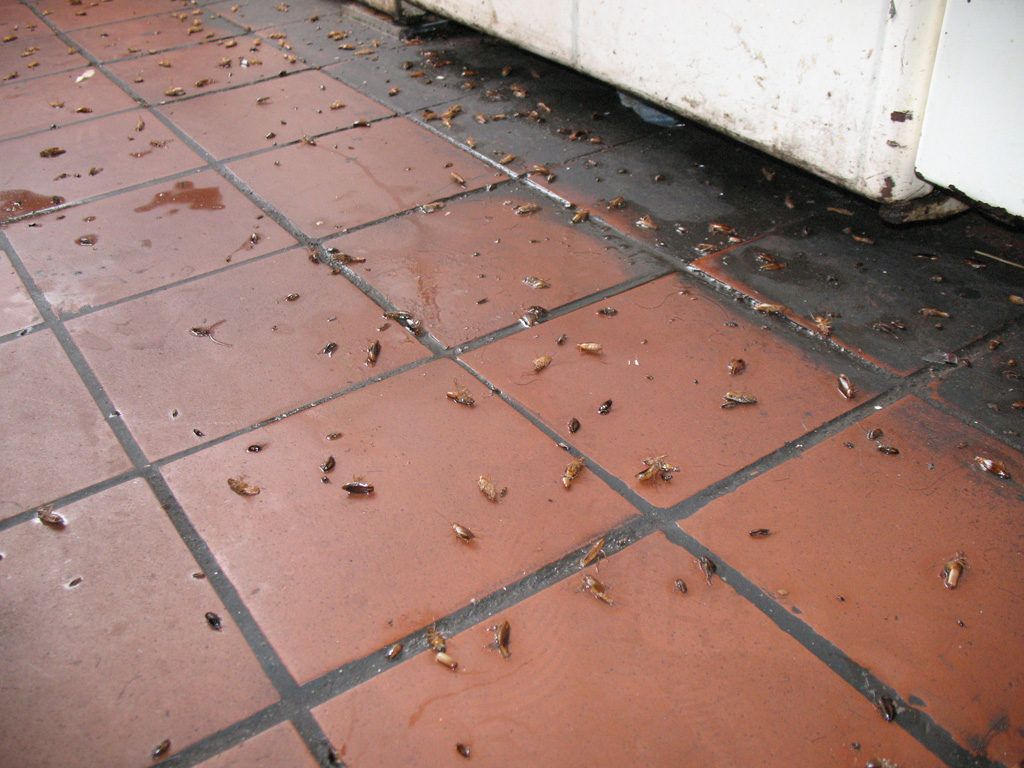 Уничтожение тараканов в квартире в Смоленске 