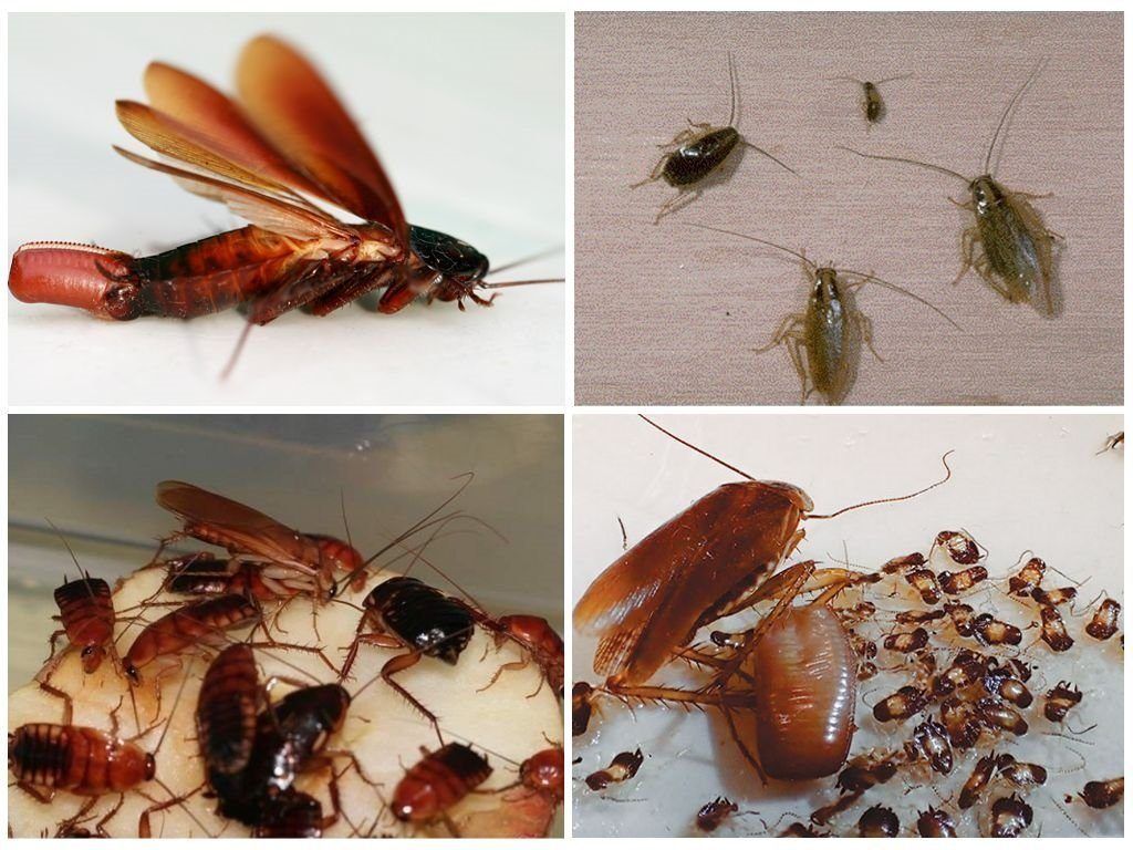 Уничтожение тараканов в квартире в Смоленске 