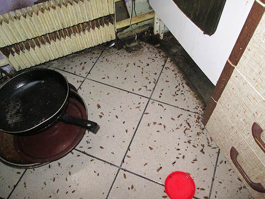 Санэпидемстанция от тараканов в Смоленске, вызвать, цены